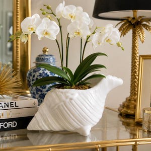May include: A white ceramic conch shell planter containing a blooming white orchid plant with green leaves. The planter features a ribbed texture and a glossy finish, displaying multiple white flower petals and small green buds on thin stems.
