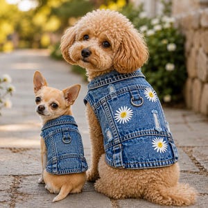 May include: Two dogs wearing denim jackets with daisy accents sit on a stone path. The larger dog is a poodle with a curly, light brown coat. The smaller dog is a chihuahua with a short, light brown coat.