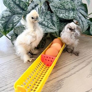 May include: Two fluffy baby chicks stand near a yellow egg holder containing four brown eggs. The chicks have white and gray feathers. A large green plant with patterned leaves is in the background.