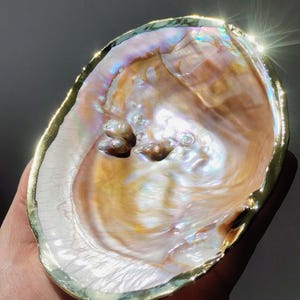 Große Muschelschale mit Perlmutt-Glanz & vergoldetem Rand | Dekorative Schale mit Perle | Deko, Räucherung | Hyriopsis cumingii | Geschenk