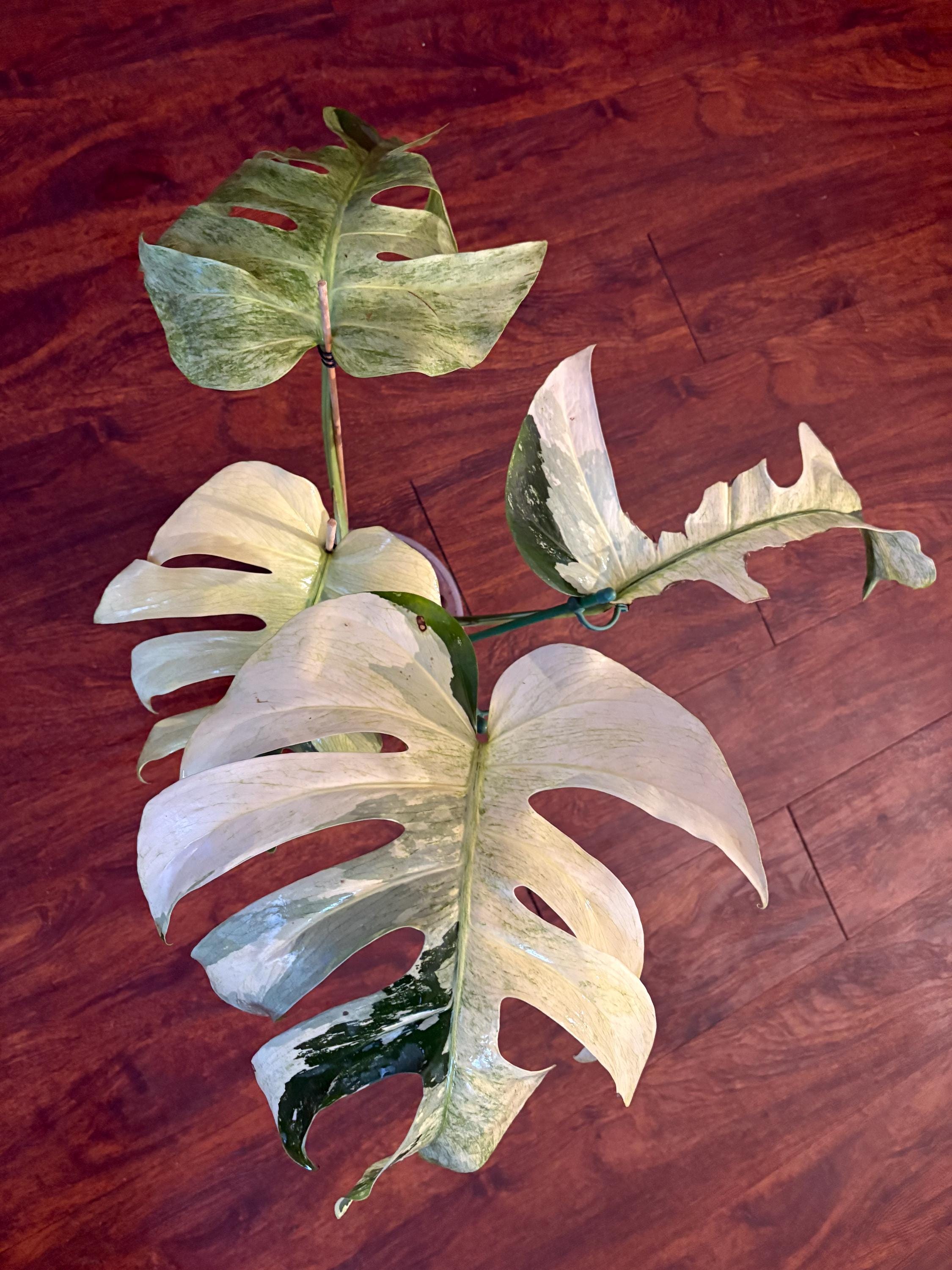 Monstera borsigiana albo - Etsy 日本