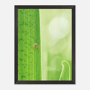 Snigel på en iris, Tyskland | Naturfotografi som väggkonst (högkvalitativt papperstryck, träram, duk)