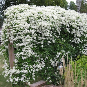 Sweet Autumn Clematis Vine - Clematis paniculata - Fragrant - 2.5" Pot