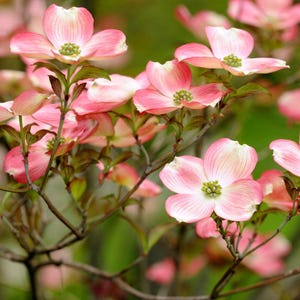May include: Close-up of pink dogwood blossoms with white edges and green centers. The flowers are in full bloom on a branch with green leaves. The background is a soft green, creating a natural and serene scene.