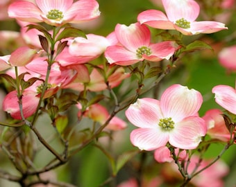 Cherokee Brave Dogwood, 1-Gallon Pink Tree