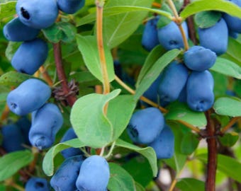 Maxine's Opus Honeyberry Bush Deciduous Fruit Bearing Plant, in a 1 gallon pot