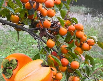 American Persimmon Tree Live Plants – Sweet Orange Fruit, Cold Hardy, Easy Grow (3 Pack)