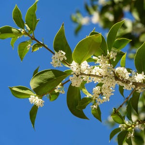 May include: Close-up of a tree branch with bright green leaves and clusters of small white flowers against a clear blue sky. The leaves are glossy and oval-shaped, and the flowers are delicate and abundant. The image captures a natural, botanical scene.