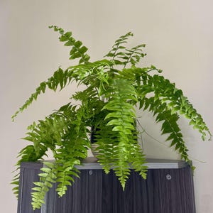 Macho Fern, 10-Inch Large Tropical Hanging Plant