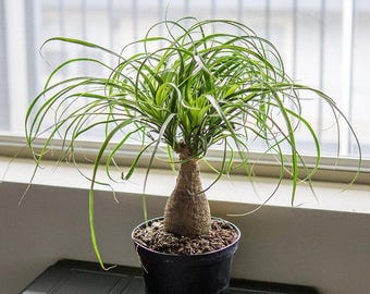 Ponytail Palm, 5-Inch Easy Care Houseplant