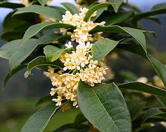 Tea Olive Live Plant, 1 Gallon Fragrant Sweet Osmanthus, Osmanthus Fragrans Shrub, Southern Heirloom Evergreen