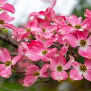 May include: Close-up of pink dogwood blossoms in full bloom. The flowers have four petals with a slight point at the end, and a cluster of yellow-green stamens in the center. The blossoms are on a brown branch with a blurred green background.