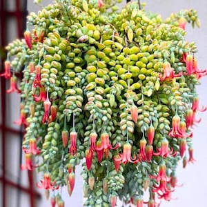 May include: A hanging succulent plant with cascading stems of small, oval-shaped leaves in shades of green and yellow. Bright red, bell-shaped flowers hang from the stems, adding a pop of color to the plant's overall appearance. The plant is in full bloom.