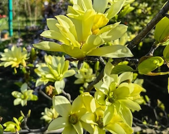Butterflies Magnolia, 1-Gallon Yellow