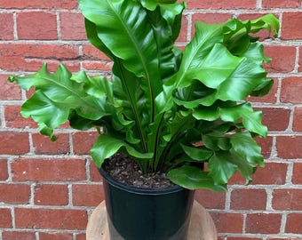 Bird's Nest Fern, 5-Inch Indoor Houseplant