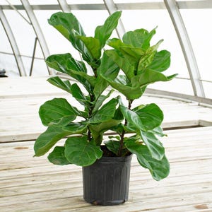 Fiddle Leaf Fig Bush, 10-Inch Large Ficus Lyrata