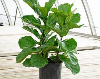 Fiddle Leaf Fig Bush, 10-Inch Large Ficus Lyrata
