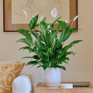 May include: A lush peace lily plant with vibrant green leaves and white flowers, potted in a textured white ceramic pot with a natural-toned base. The plant sits on a wooden table, with a framed artwork in the background.