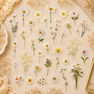 Könnte beinhalten: Eine Sammlung einzelner Blumenaufkleber mit verschiedenen Gänseblümchenarten und Wildblumen in Weiß-, Gelb- und zarten Rosatönen. Die Aufkleber zeigen detaillierte botanische Illustrationen von einzelnen Stielen, kleinen Gruppen und dichten Sträußen.