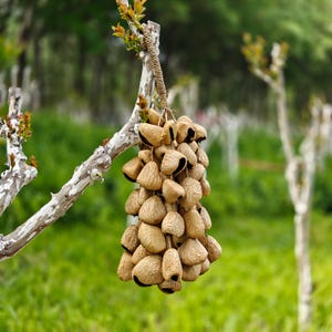 May include: A cluster of numerous dried, light brown, teardrop-shaped seed pods hanging from a branch. Each pod features a textured, wrinkled surface and a dark, hollow opening at the base. The entire collection is suspended by a thick, braided cord.