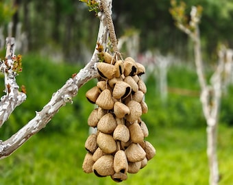Pangi Seed Pod Rattle, Deep Resonance, 70 Seeds, Sound Healing Instrument, Therapy Tool