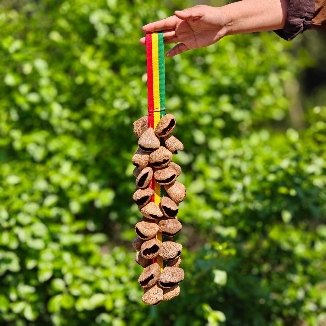 Sea Pod Rattle Wearable Seed Pod Wrist Rattle, Pangi Juju Percussion, Shamanic Sound ...