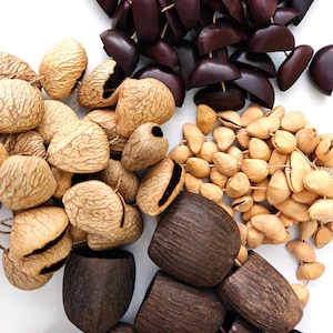 Peut inclure: Une collection d'éléments botaniques naturels comprenant des grappes de gousses de graines texturées beige clair, des demi-coques polies marron foncé, de petits morceaux beiges enfilés ensemble et plusieurs grandes gousses en forme de cloche.