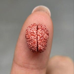 May include: A small, reddish-brown brain model, with detailed folds and fissures, is positioned on a fingertip. The brain's surface is clearly visible against a blurred grey background, emphasising its small size and anatomical precision.