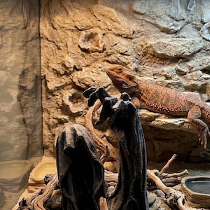 Könnte beinhalten: Ein Terrarium mit einem Bartagamen-Echse. Das Gehege hat einen strukturierten Felsenhintergrund, dekoratives Treibholz und ein schwarzes Dekorationselement. Die Echse ist orange und braun. Das Terrarium hat eine Leuchte.