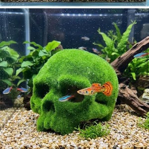 May include: A green, moss-covered skull-shaped aquarium ornament. The skull has eye sockets and a nose cavity. Small, colourful fish swim around the skull. The aquarium has a gravel base and aquatic plants.