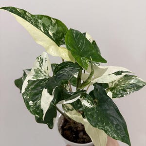 May include: A Syngonium podophyllum plant with variegated leaves featuring a mix of deep green and creamy white patches. The plant is potted in a small white container, displaying arrow-shaped foliage with distinct color patterns on each leaf.
