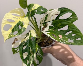 Monstera Adonsonii Albo