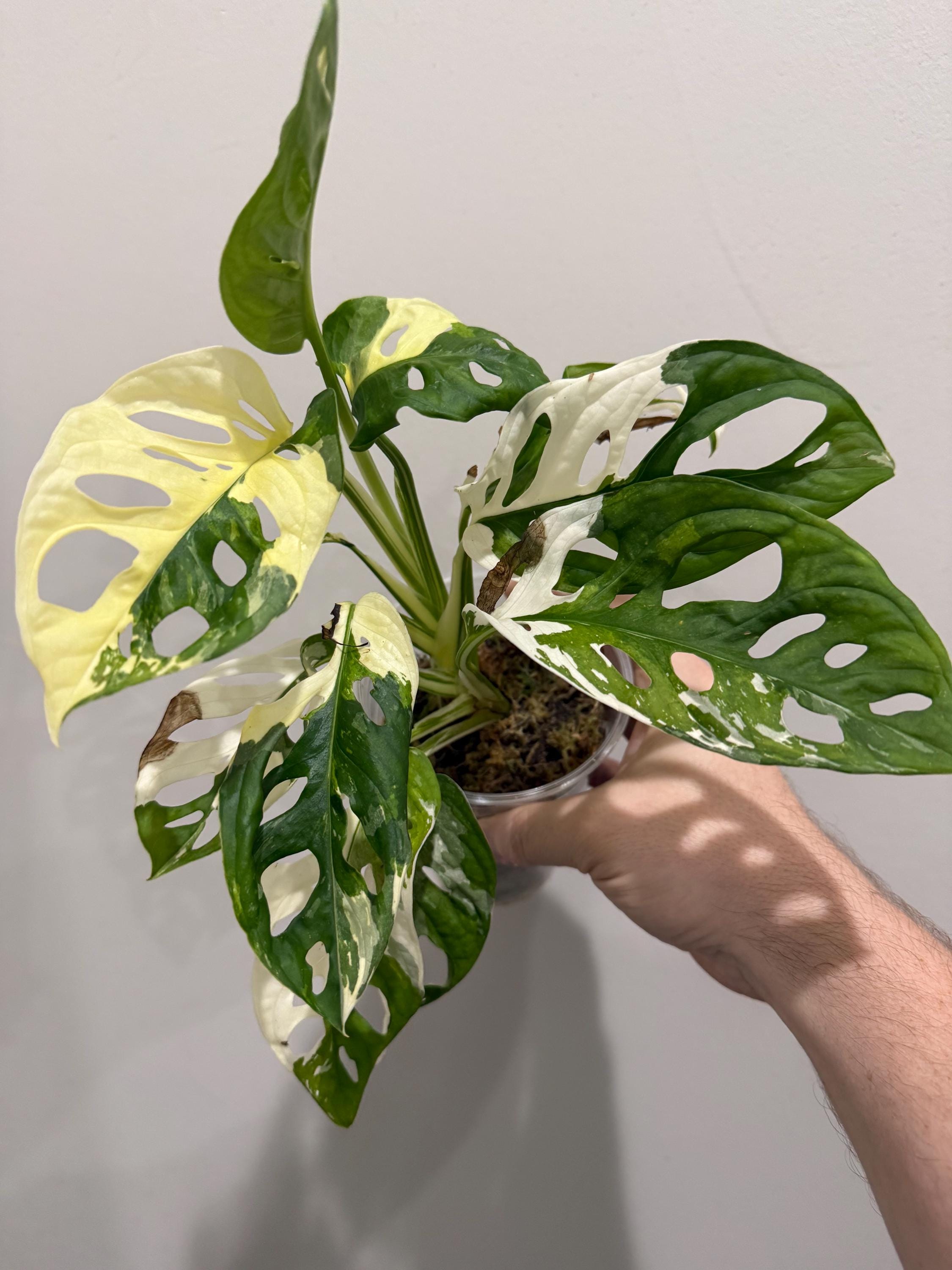 Mini Monstera Albo - Etsy
