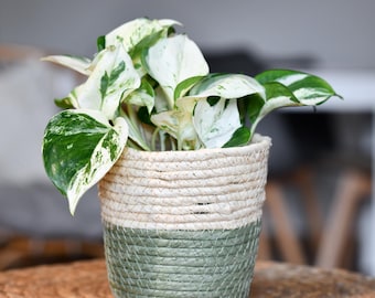 Harlequin Manjula Pothos - Epipremnum Manjula