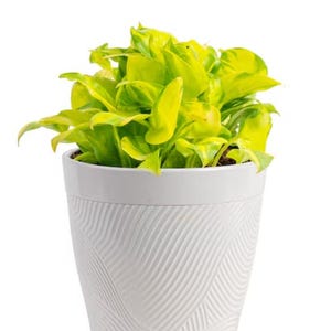 succulent plant elephant bush Rainbow Elephant Bush