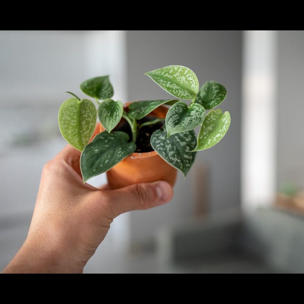 Scindapsus Pictus "Silver Pothos"