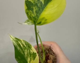 Monstera Yellow Marilyn (Aurea)