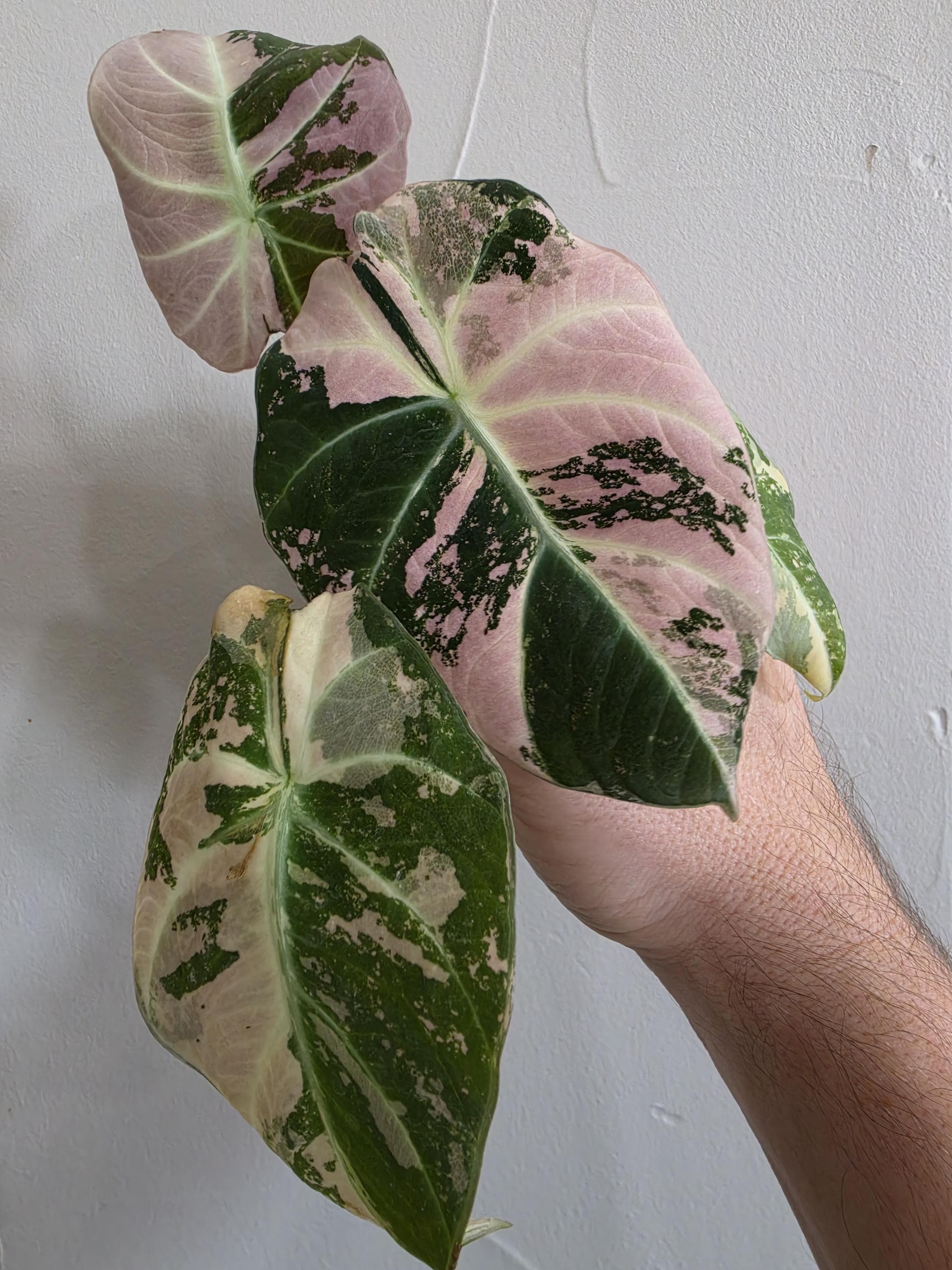 Alocasia Serendipity Variegated Pink - Etsy