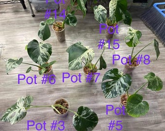 Rare Monstera Vietciosa