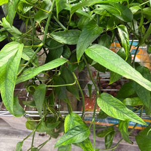 May include: Close-up of a lush, green plant with long, pointed leaves. The leaves have a textured appearance with lighter green and yellow veining. The plant is cascading downwards, with some stems visible.