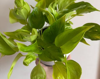 Pothos - Champs Elysees