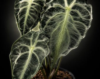 Alocasia Venom