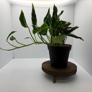 Sleeping Pothos - Etsy