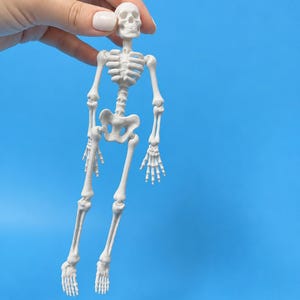 Op de afbeelding: Een wit plastic menselijk skeletmodel met een gedetailleerde schedel, ribbenkast, bekken en gearticuleerde ledematen. Het figuur is geconstrueerd met zichtbare gewrichten bij de schouders, ellebogen, polsen, heupen, knieën en enkels.