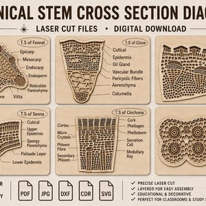 May include: Botanical stem cross section diagrams, laser cut files, digital download. Includes diagrams of fennel, clove, ephedra, senna, cinchona, and anther. Laser cut ready, PDF, JPG, DXF, CDR, and SVG files.