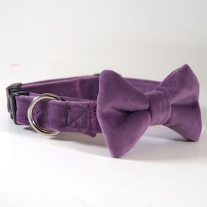Paarse Fluwelen kraag met vlinderdas, halsband vlinderdas, kattenkraag vlinderdas, fluwelen hondenhalsband, fluwelen hondenboogdas