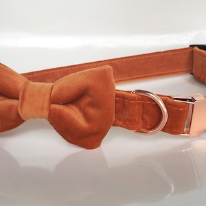 Orange Velvet Collar with bow tie, dog collar bow tie, Rose gold dog collar, rust velvet dog collar, orange dog bow tie, velvet dog bow tie