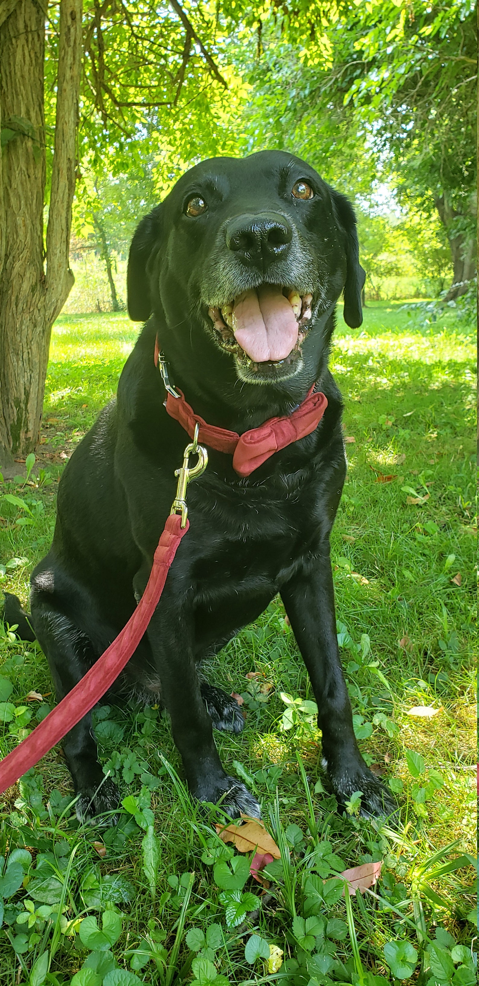 Burgundy Velvet Leash Velvet Leash Dog Leash Velvet Dog Etsy