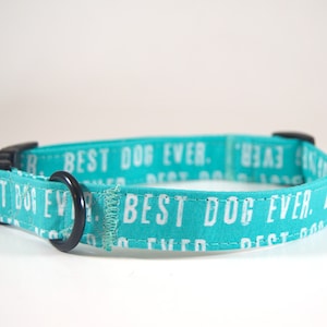 Miglior collare per cani di sempre con papillon, papillon per il collare per cani, miglior collare per cani di sempre, collare per cani aqua, papillon per cani, miglior collare per cani, papillon