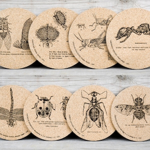 Cork Coasters - Insects - Entomology -  Set of 4